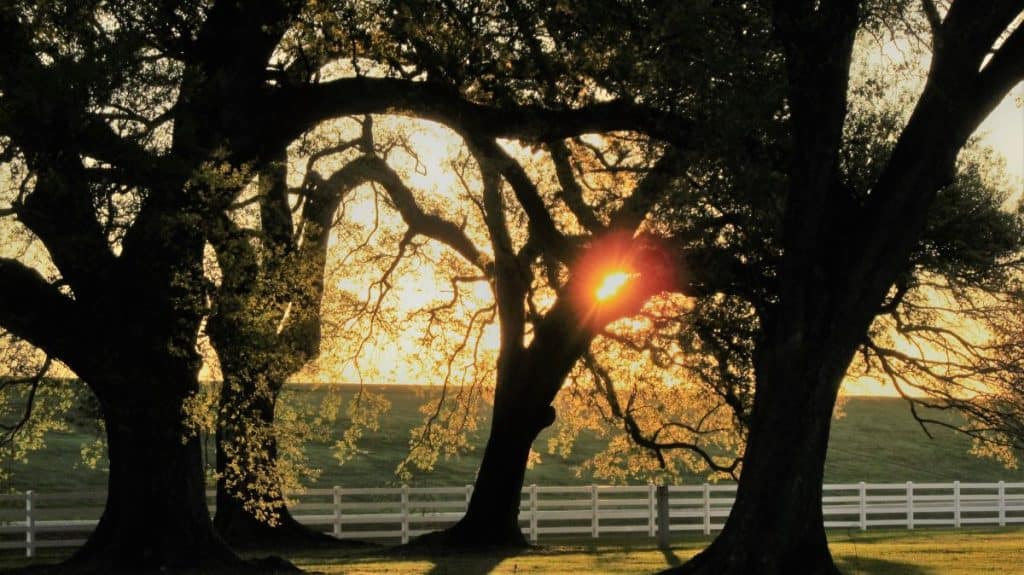 The rising sun gleams through the branches of old live oaks at Nottoway. The plantation is home to a number of centuries-old trees.