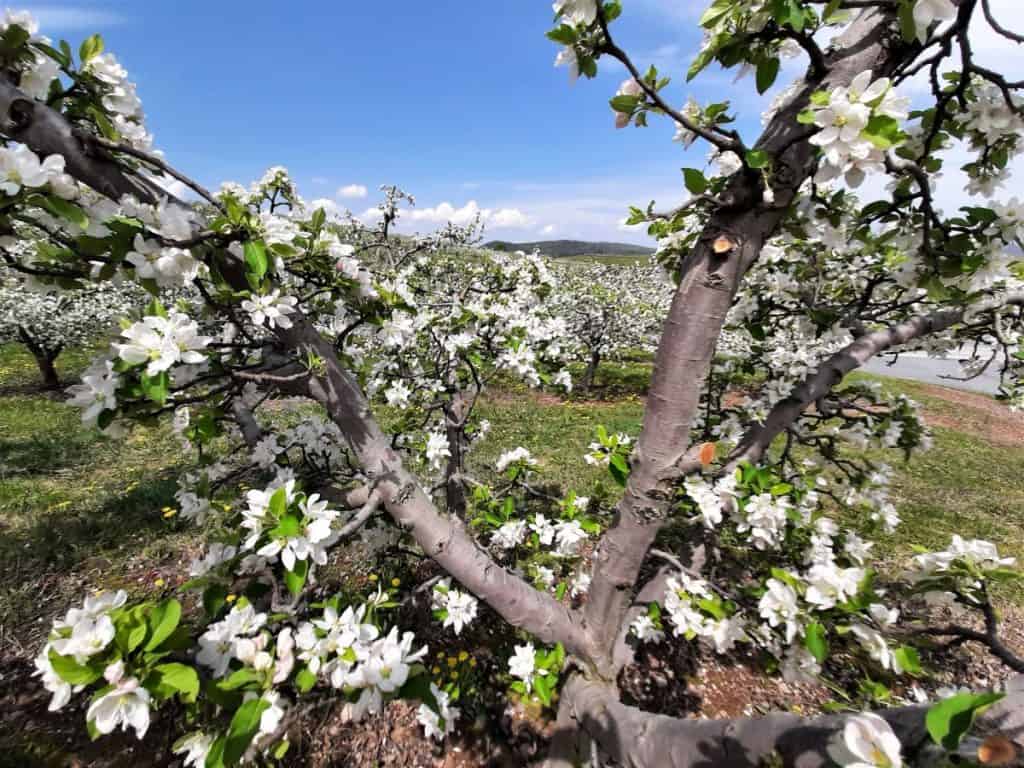 Looking through an apple blossom branch at rows of fruit trees on a hill. A trip just outside of town is one of the most unforgettable spring adventures in Gettysburg.