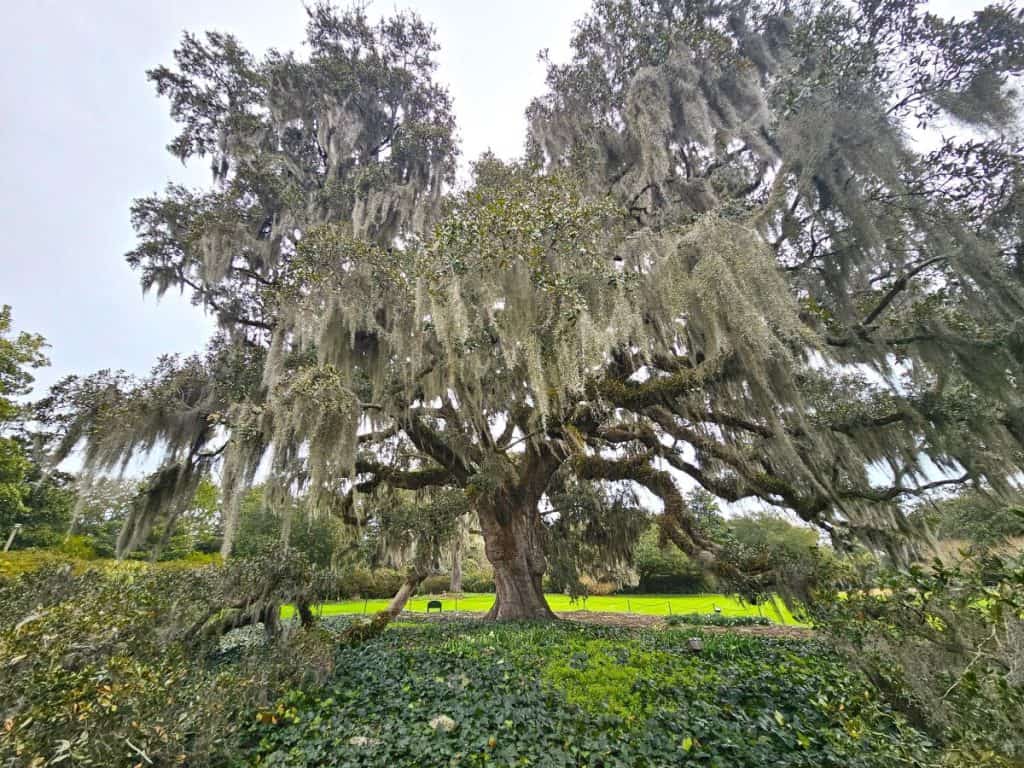 The Arlie Oak is a sprawling 400-year-old live oak tree at Arlie Gardens in Wilmington.