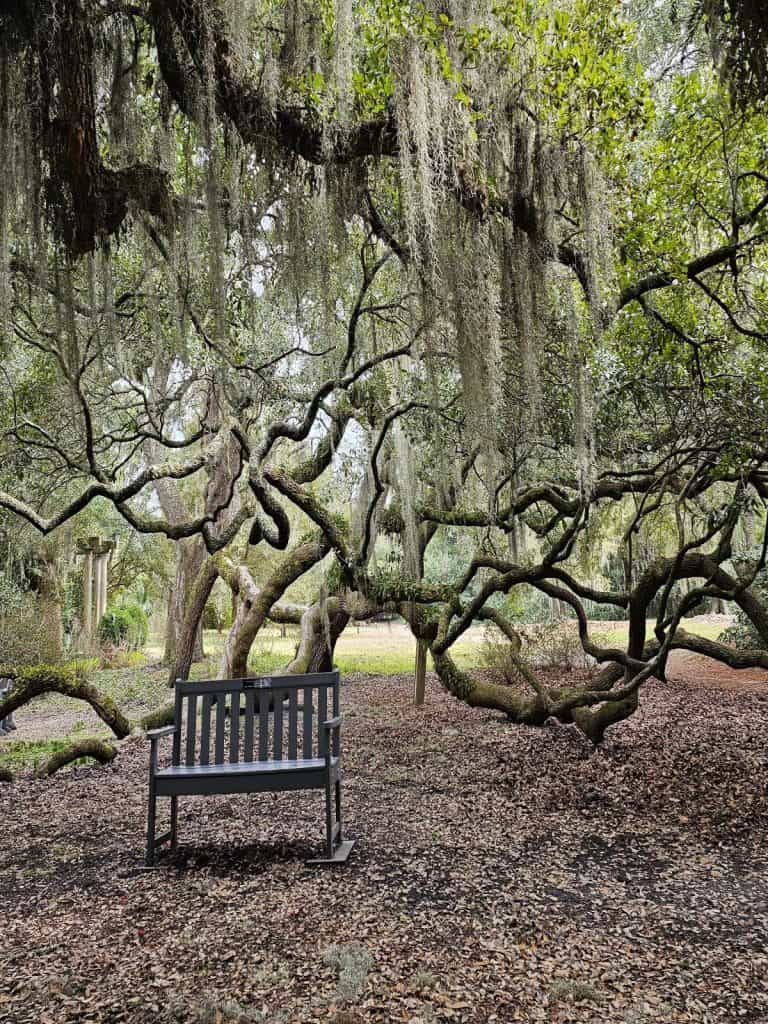 A single chair sits beneath the outstretched limbs of an ancient oak, Spanish moss hanging down.