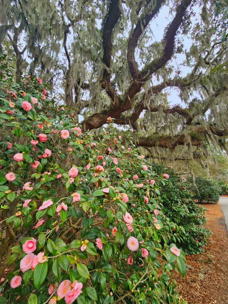 A flowering bush with pink flowers is in the foreground, with an ancient live oak in the background at Airlie Gardens in Wilmington NC.